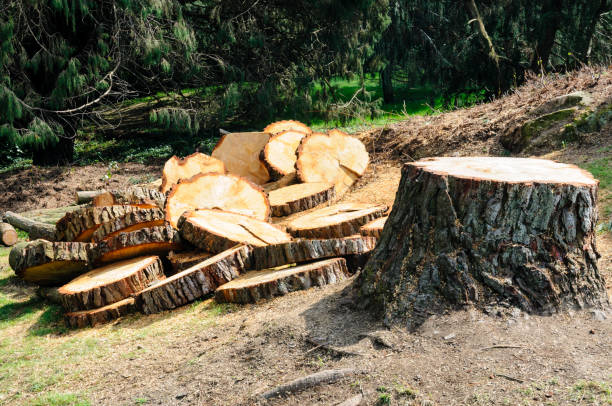 Best Tree Preservation Services  in North Las Vegas, NV